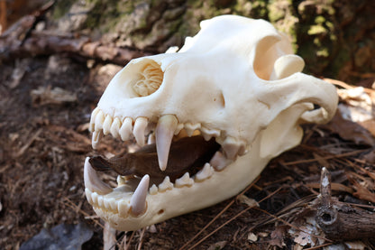 Dry Preserved Wolf Tongue