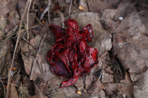 Dry Preserved Kitten Lungs