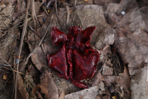 Dry Preserved Kitten Lungs