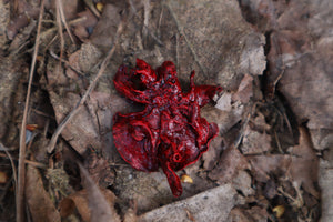 Dry Preserved Kitten Lungs