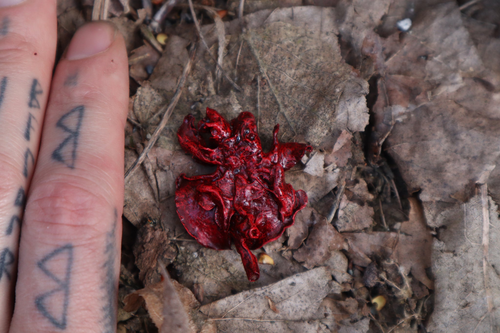 Dry Preserved Kitten Lungs