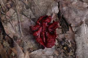 Dry Preserved Kitten Lungs