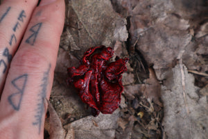 Dry Preserved Kitten Lungs