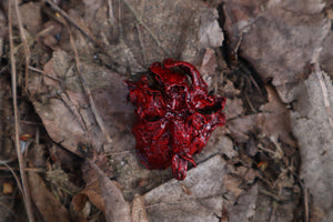 Dry Preserved Kitten Lungs