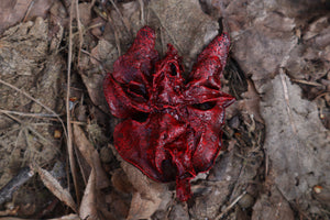Dry Preserved Black Cat Lungs