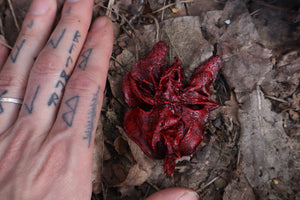 Dry Preserved Black Cat Lungs