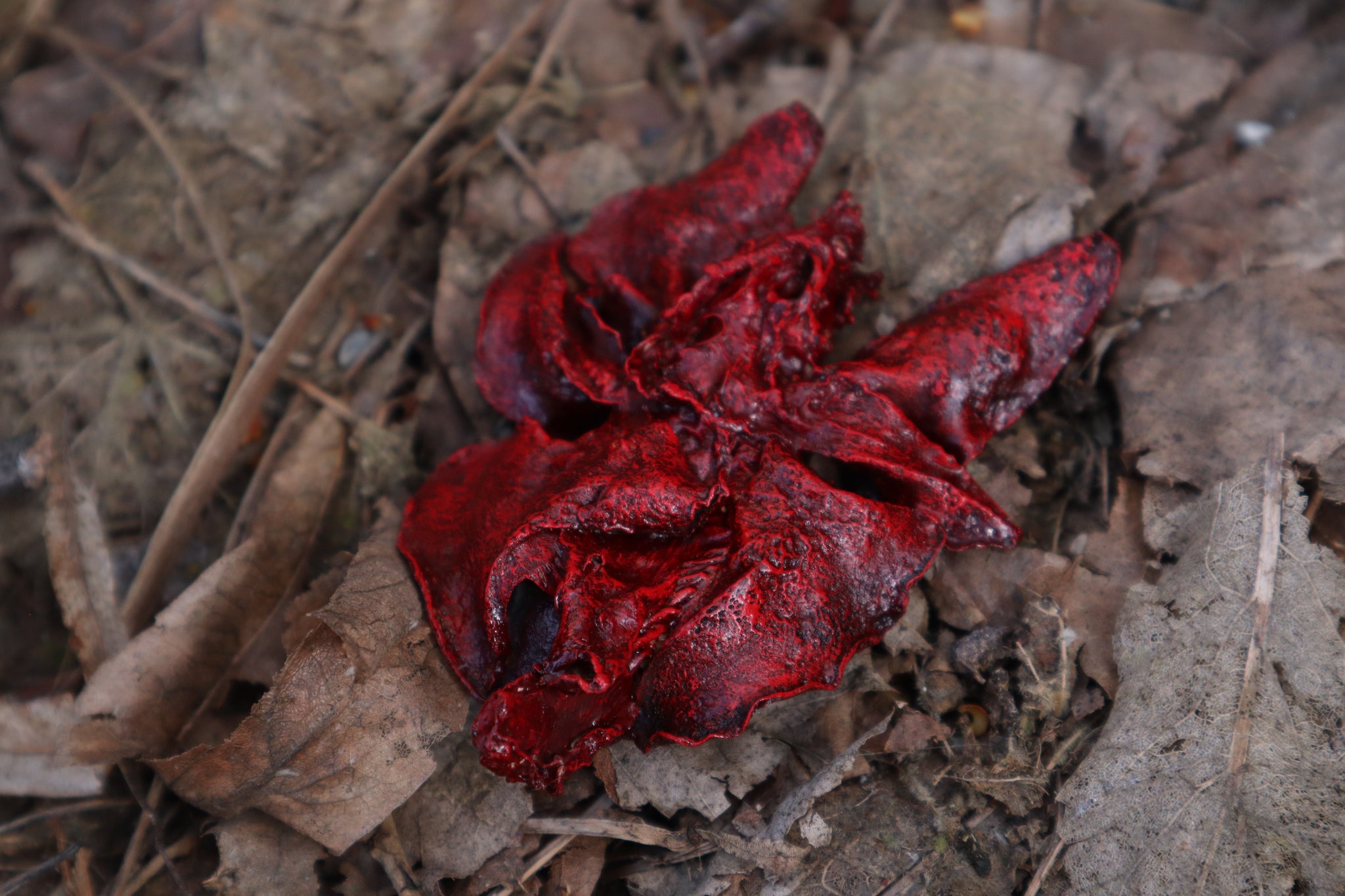 Dry Preserved Black Cat Lungs
