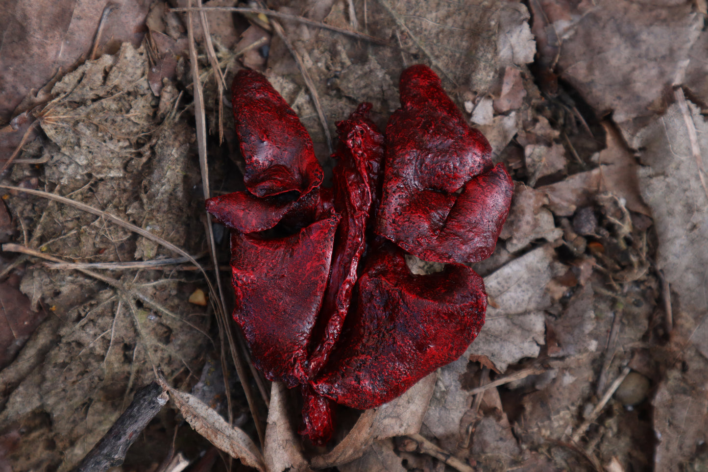 Dry Preserved Black Cat Lungs