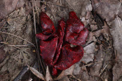 Dry Preserved Black Cat Lungs