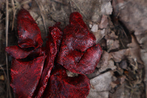 Dry Preserved Black Cat Lungs