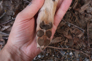 Coyote Paw