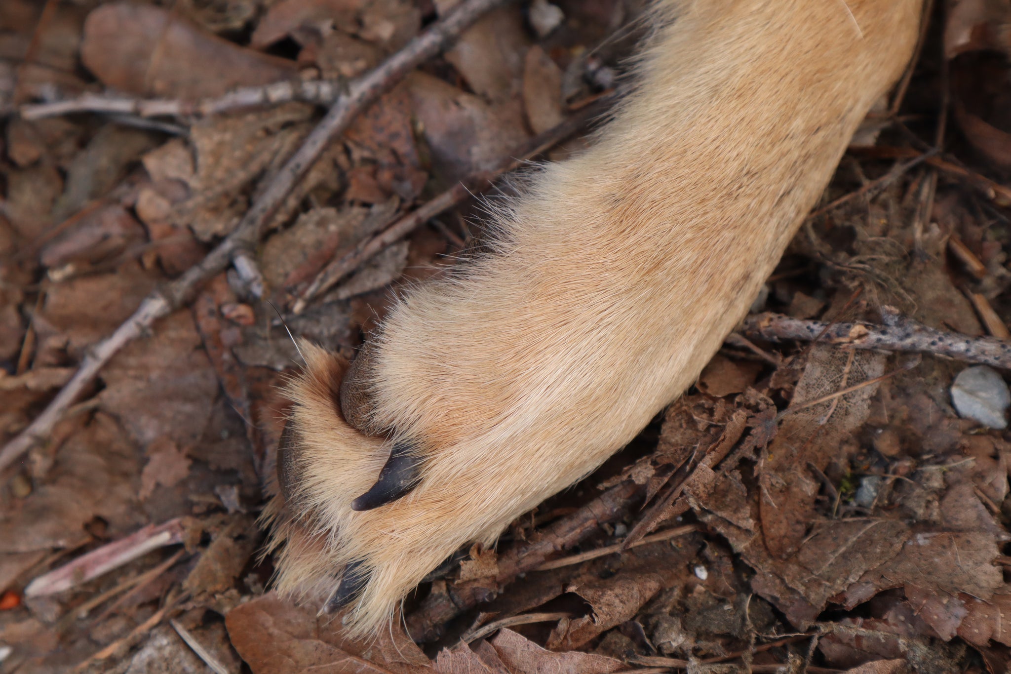 Reserved for Shayne - Coyote Paws - Natural Pair