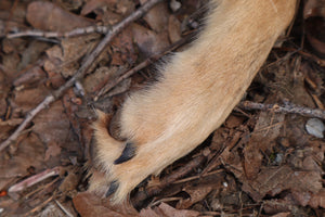 Reserved for Shayne - Coyote Paws - Natural Pair