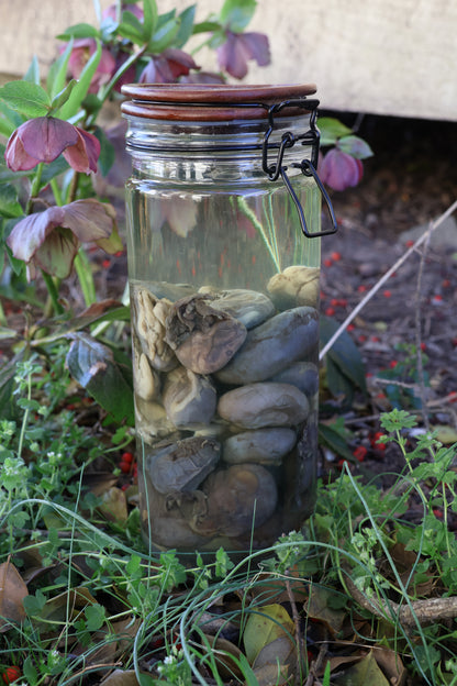 Jar of Many Kidneys