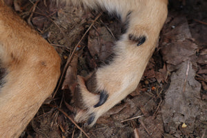 Reserved for Shayne - Coyote Paws - Natural Pair