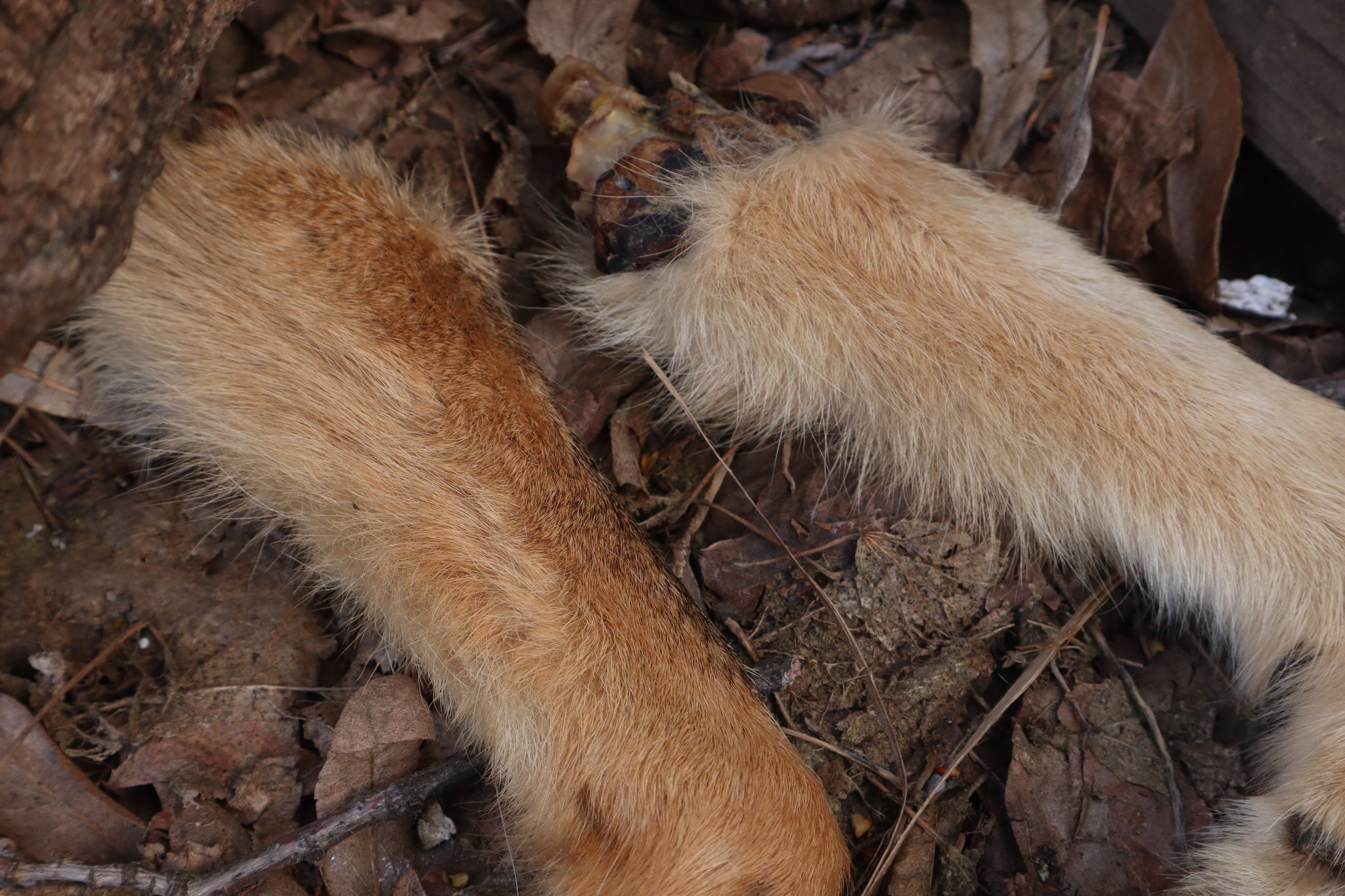 Reserved for Shayne - Coyote Paws - Natural Pair