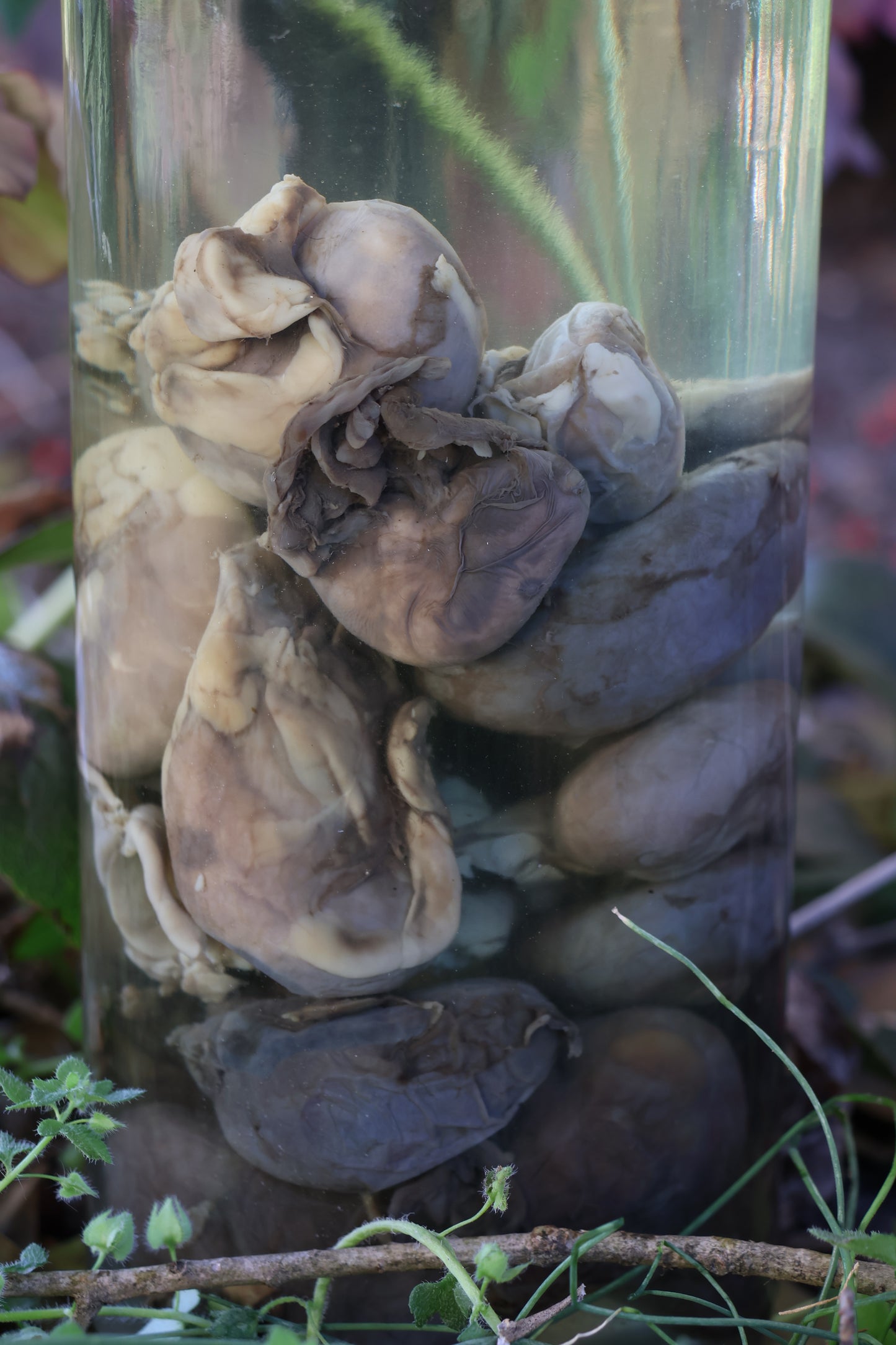 Jar of Many Kidneys