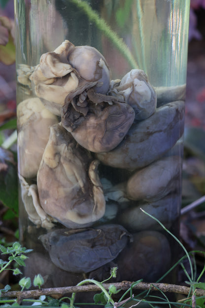 Jar of Many Kidneys