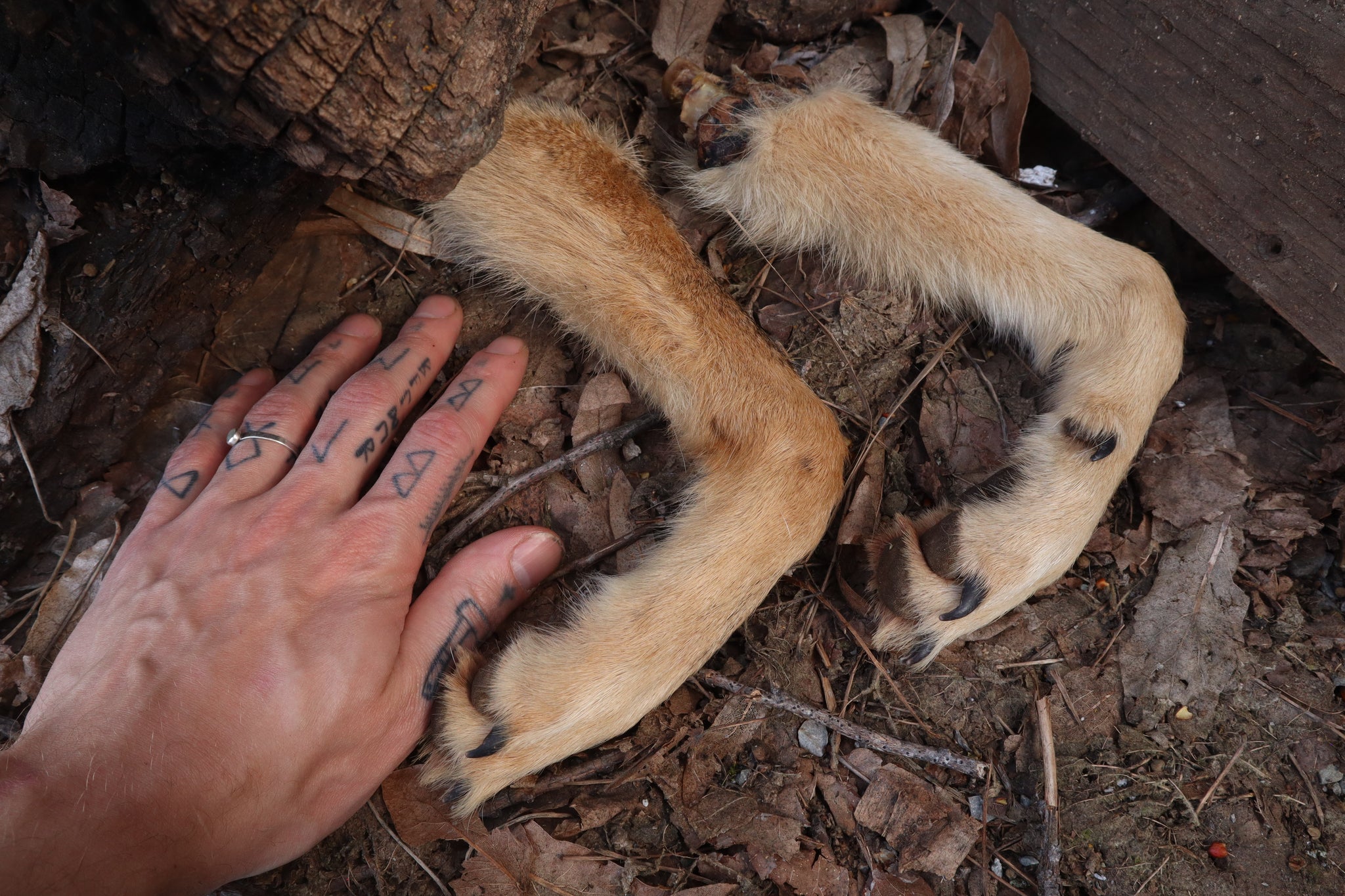 Reserved for Shayne - Coyote Paws - Natural Pair