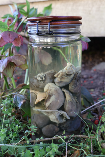 Jar of Many Kidneys