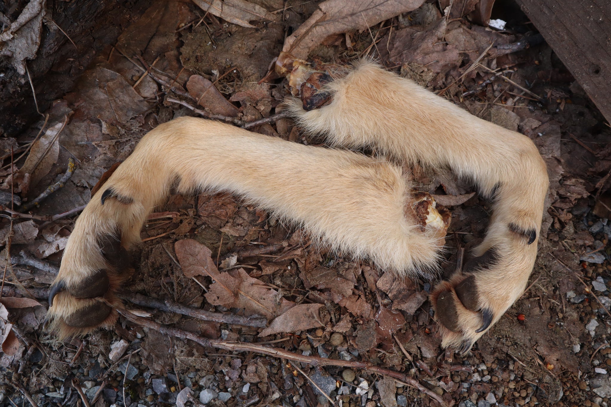 Reserved for Shayne - Coyote Paws - Natural Pair