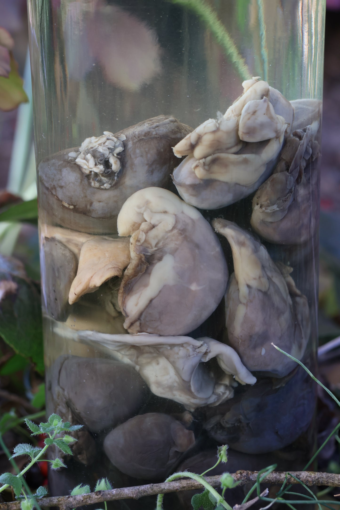 Jar of Many Kidneys