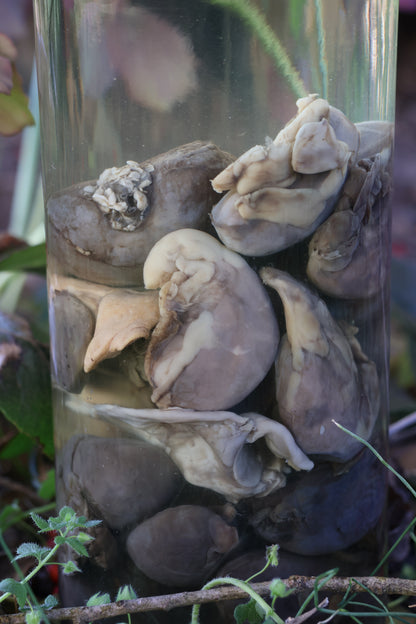Jar of Many Kidneys