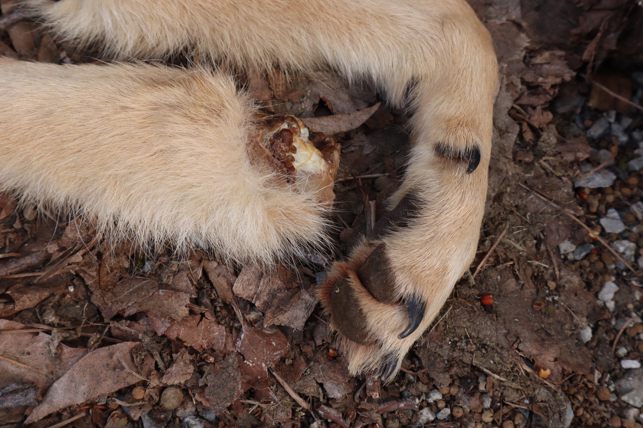 Reserved for Shayne - Coyote Paws - Natural Pair