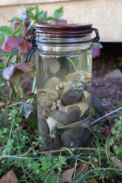 Jar of Many Kidneys
