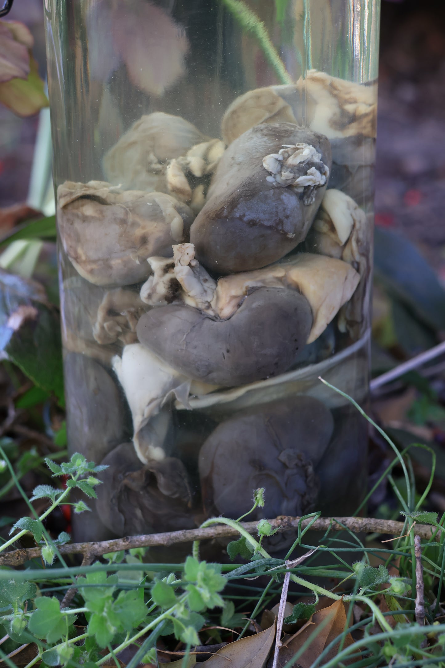 Jar of Many Kidneys
