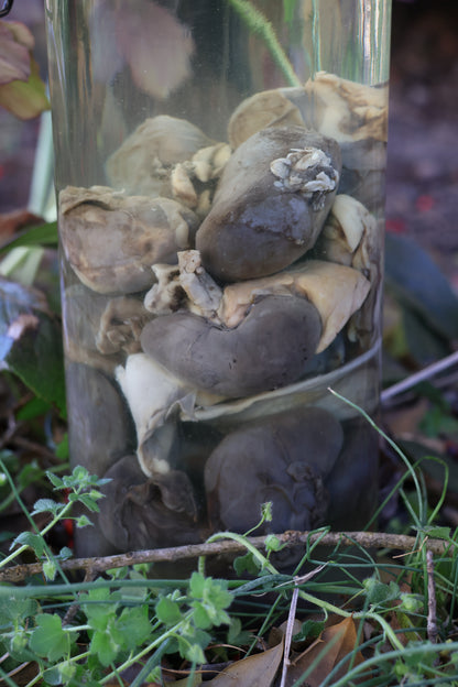 Jar of Many Kidneys