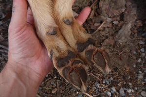 Reserved for Shayne - Coyote Paws - Natural Pair