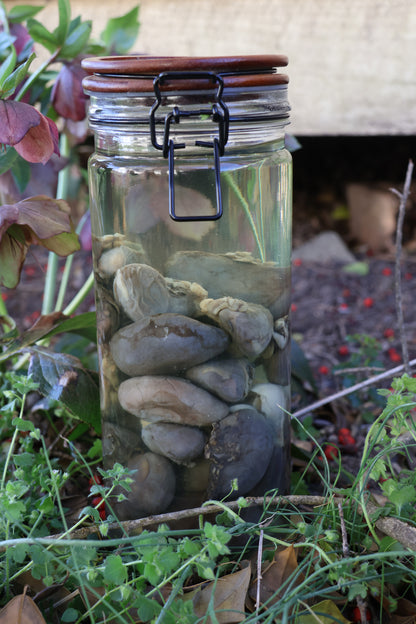 Jar of Many Kidneys
