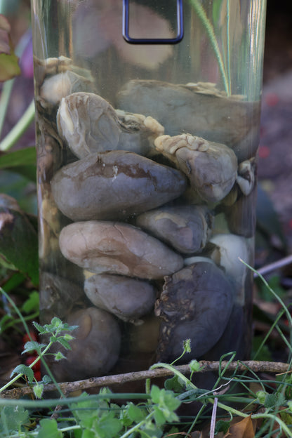 Jar of Many Kidneys