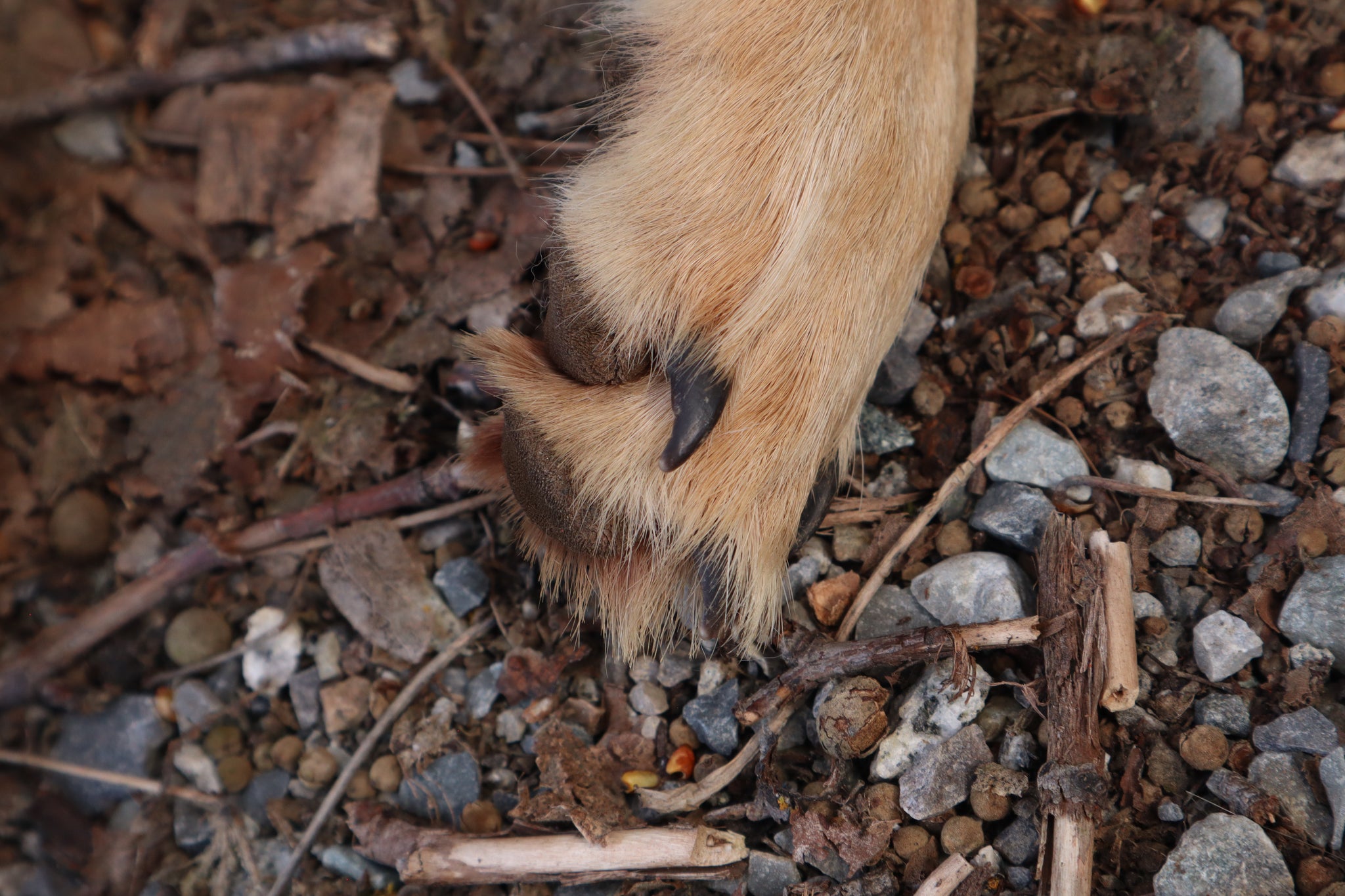 Reserved for Shayne - Coyote Paws - Natural Pair