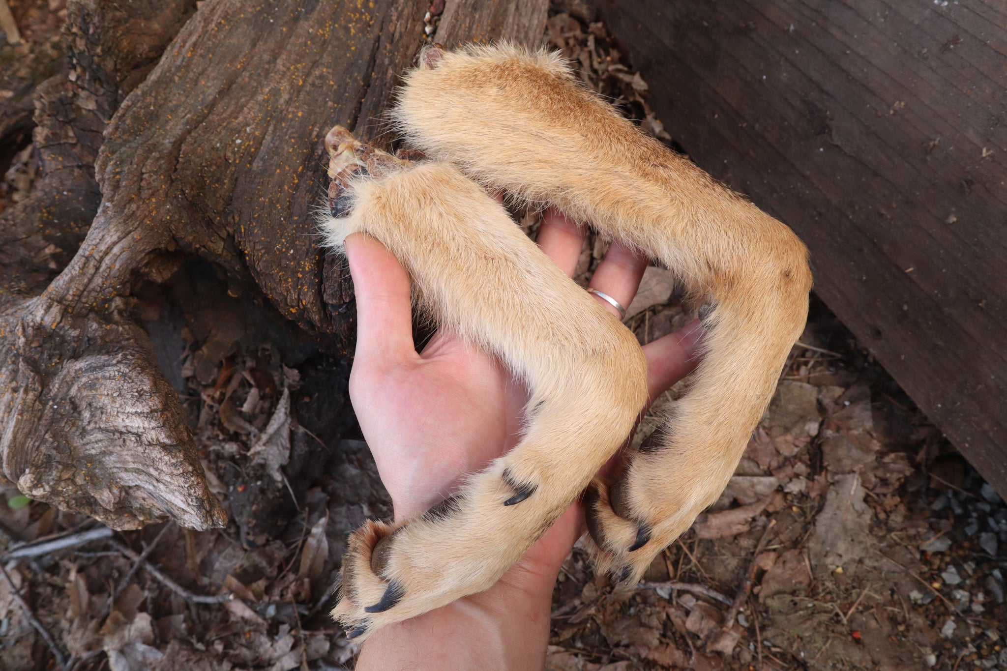 Reserved for Shayne - Coyote Paws - Natural Pair