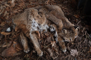 Lifesize Bobcat - Taxidermy Quality