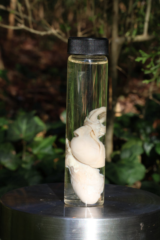 Wet Specimen Wolf Testicles