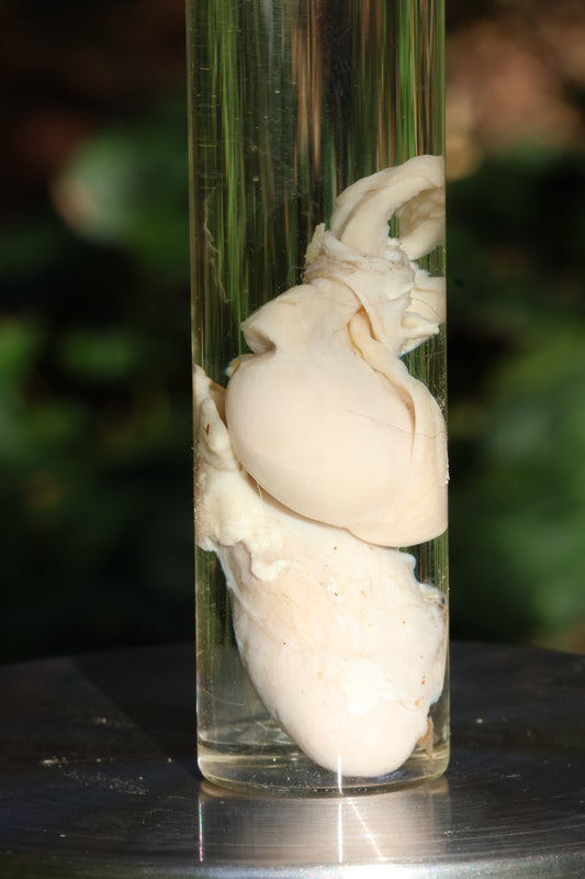 Wet Specimen Wolf Testicles