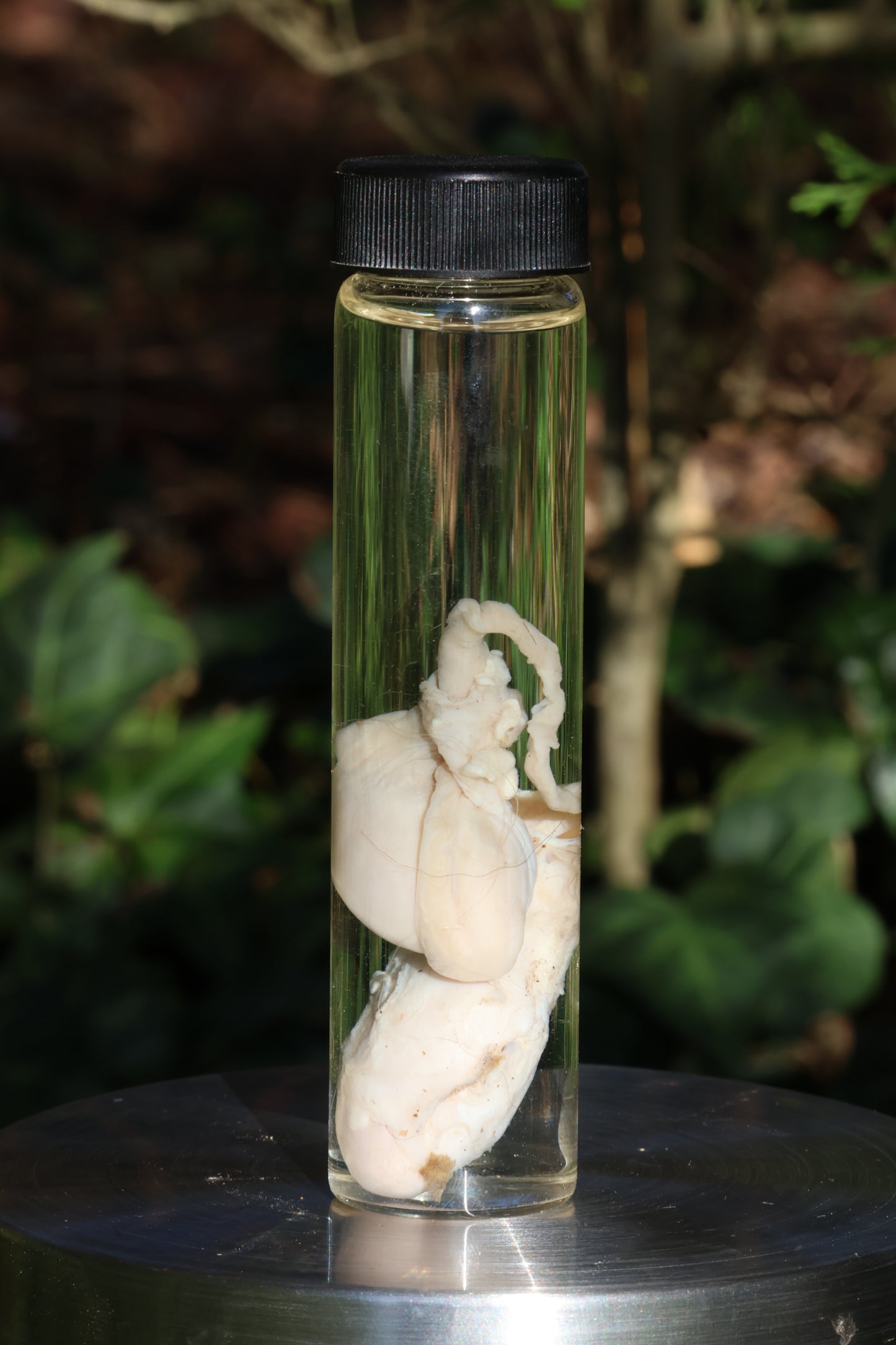 Wet Specimen Wolf Testicles