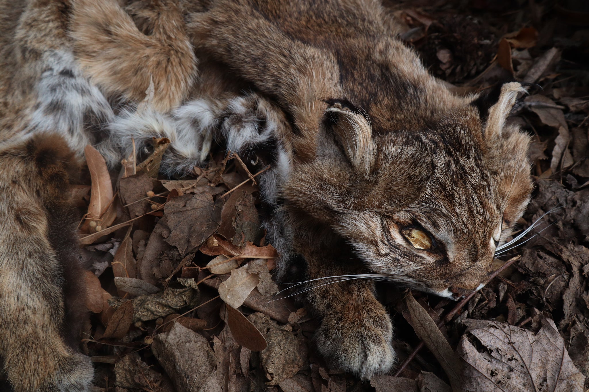 Lifesize Bobcat - Taxidermy Quality