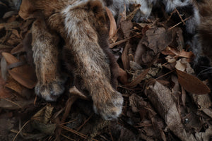 Lifesize Bobcat - Taxidermy Quality