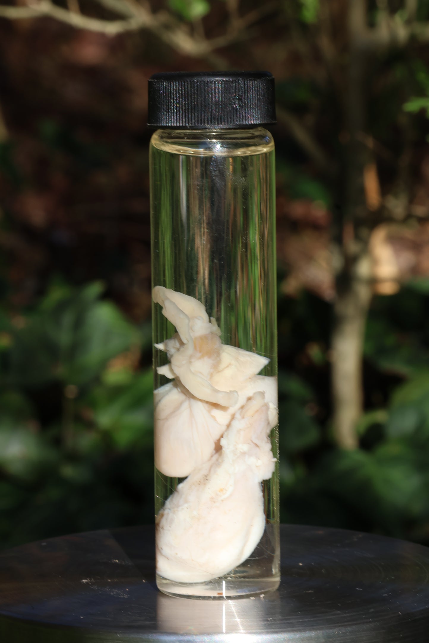 Wet Specimen Wolf Testicles