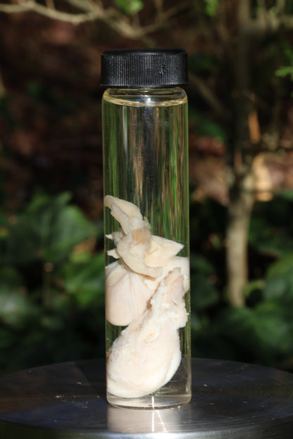 Wet Specimen Wolf Testicles