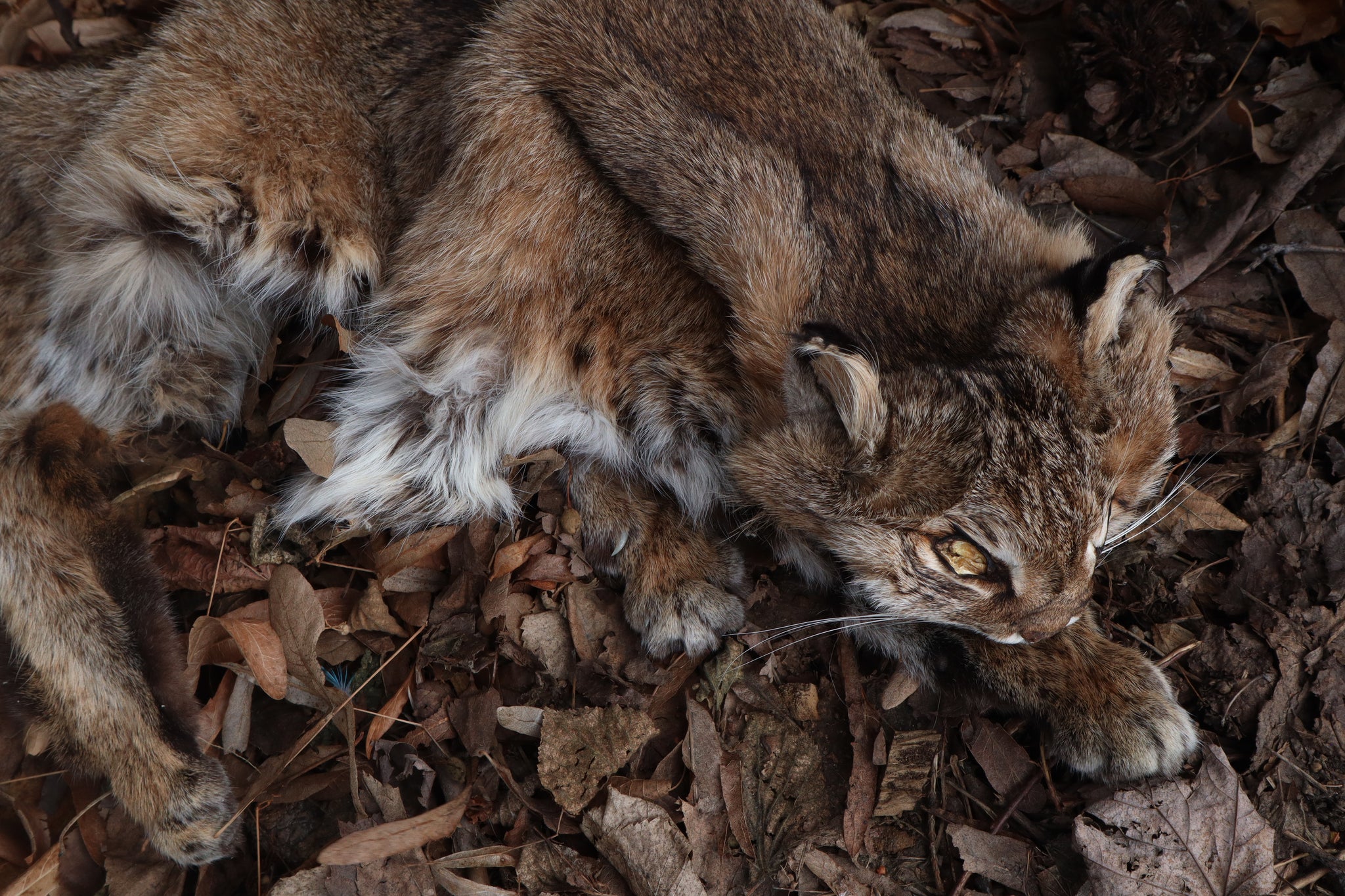 Lifesize Bobcat - Taxidermy Quality