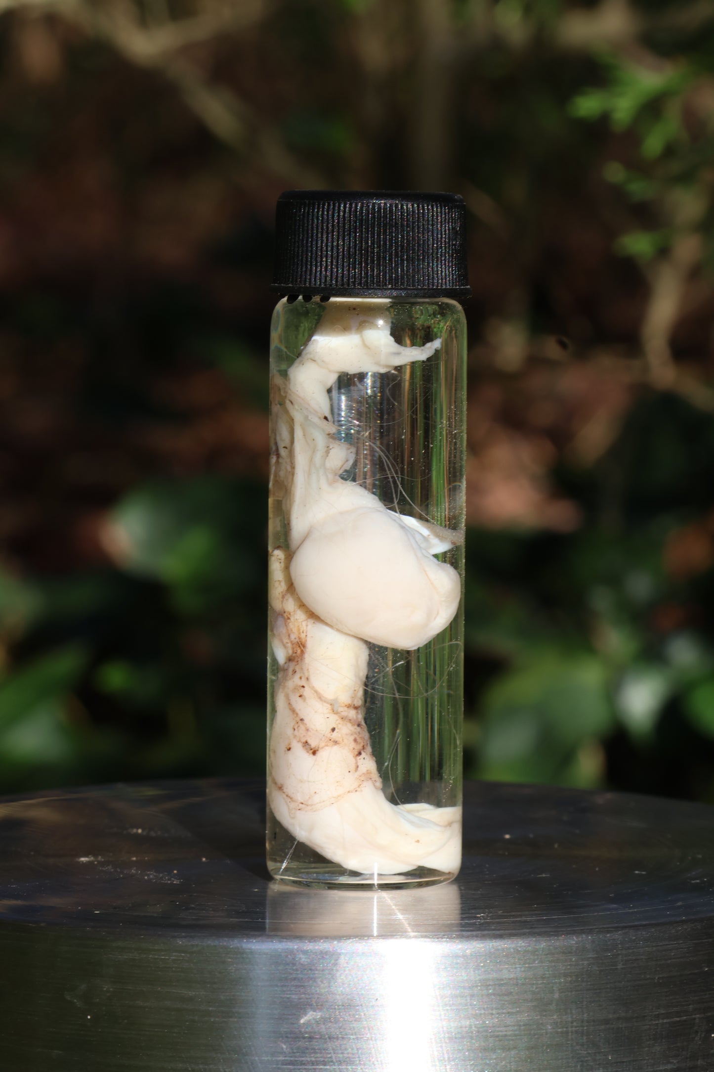 Wet Specimen Bobcat Testicles