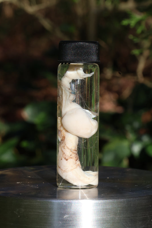 Wet Specimen Bobcat Testicles