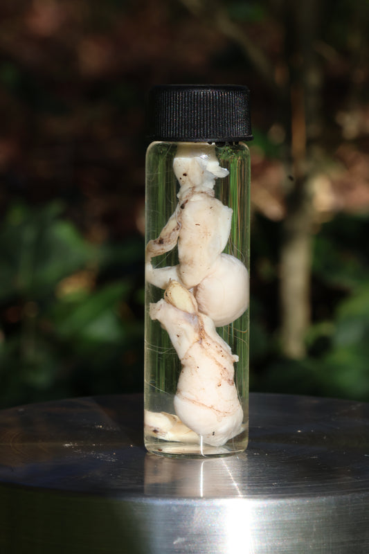 Wet Specimen Bobcat Testicles