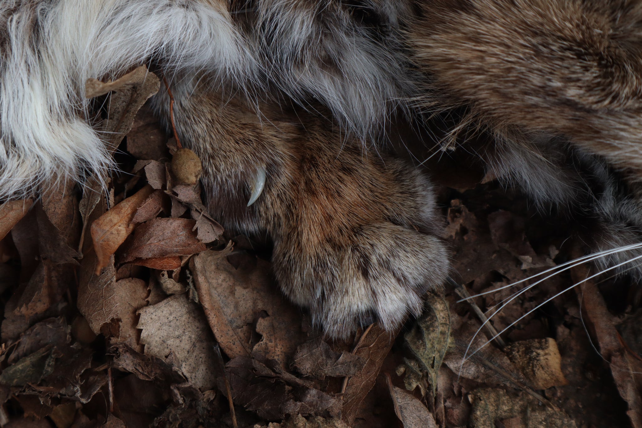 Lifesize Bobcat - Taxidermy Quality