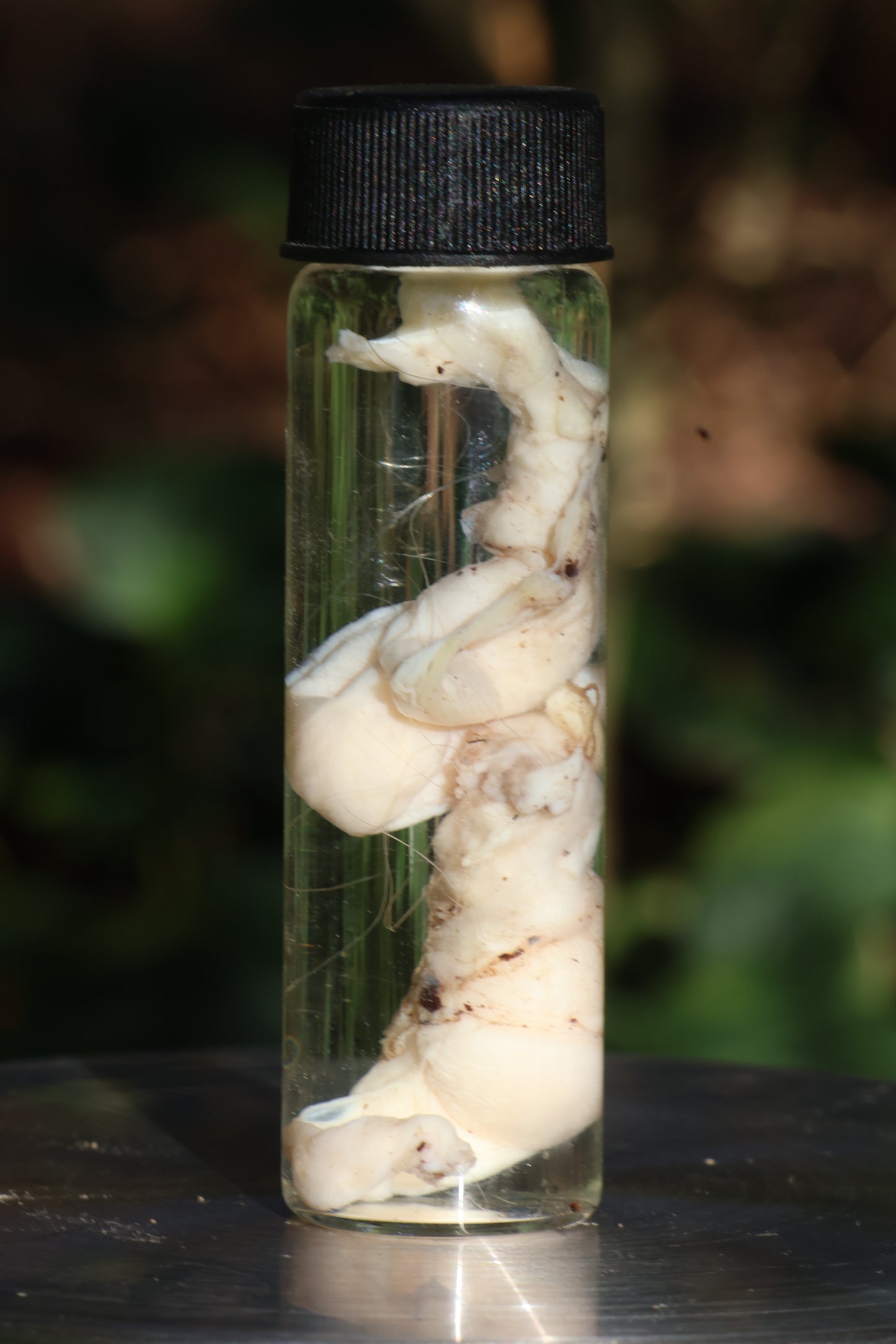 Wet Specimen Bobcat Testicles